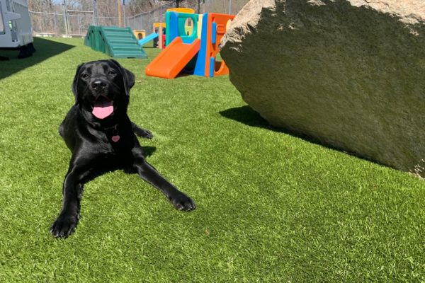 Black lab in play yard