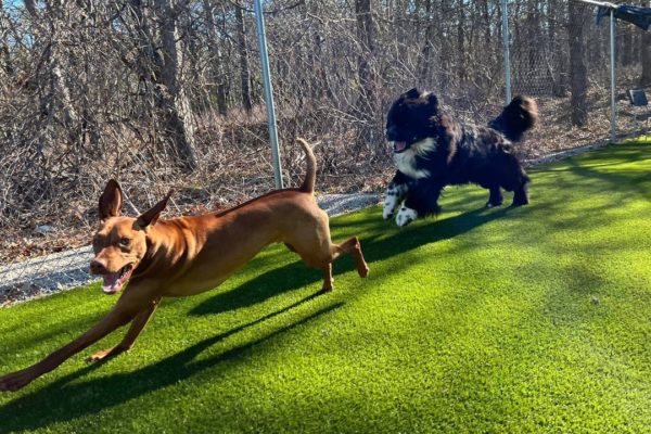 Daycare Dogs running