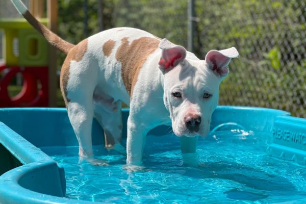 Dog cooling off in pool
