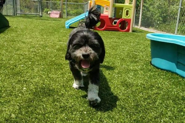 Dog in the play yard