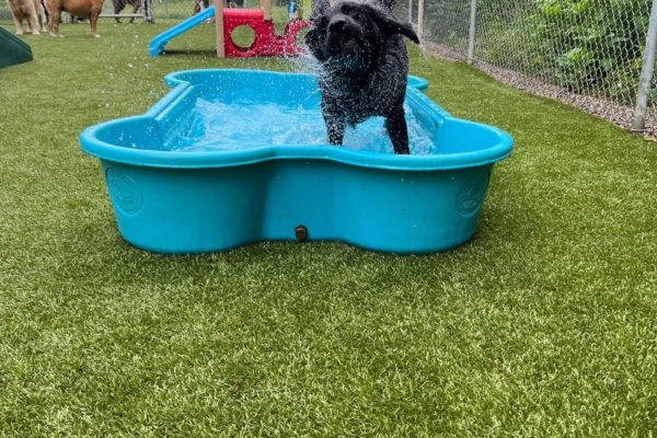 Dog in the puppy pool