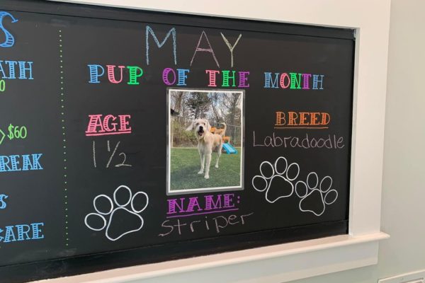 Dog of the month