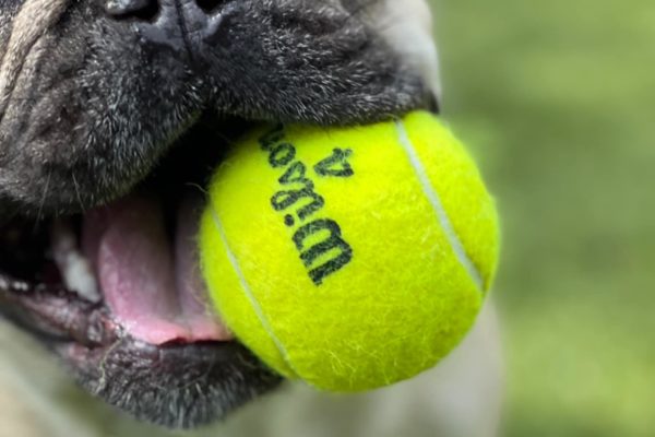 Dog playing with a ball