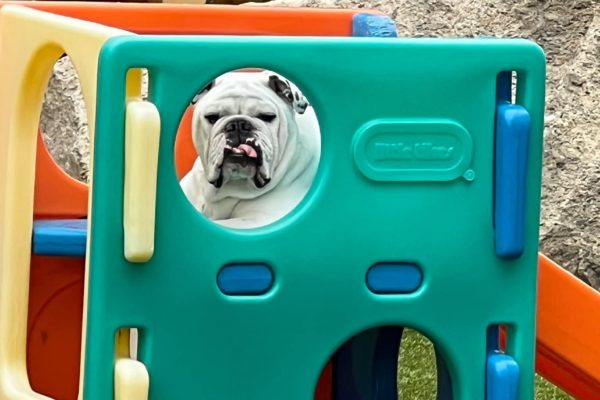 Dog posing in play structure