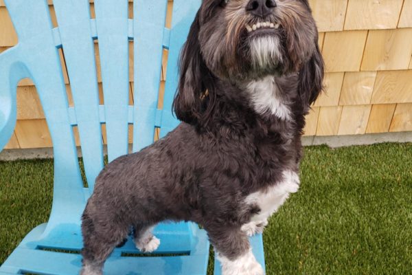 Dog posting on chair