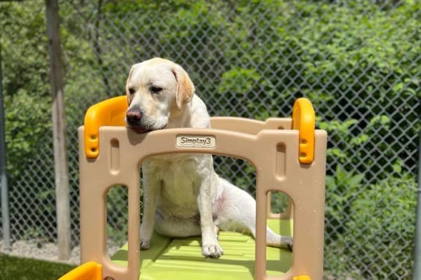 Dog sitting on play structure