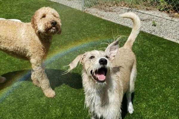 Dogs playing in the mist