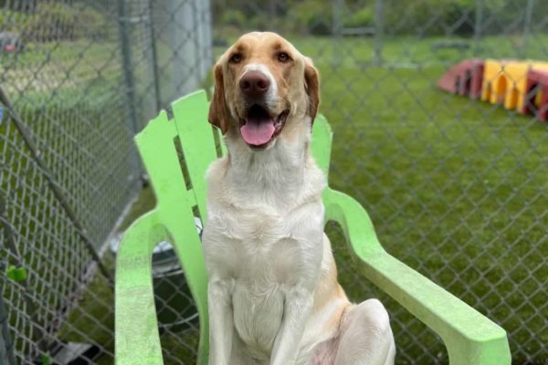 Happy dog on chair outside