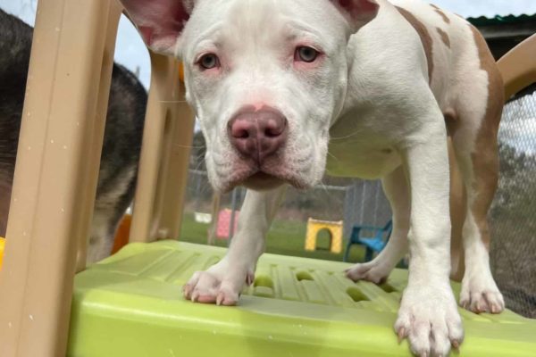 White dog on play structure